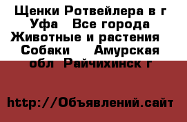 Щенки Ротвейлера в г.Уфа - Все города Животные и растения » Собаки   . Амурская обл.,Райчихинск г.